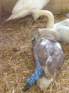 Virtual Gift - Bandages