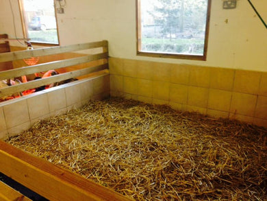 Virtual Gift - Give a Swan a bed