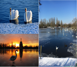 Christmas cards (pack of 10)