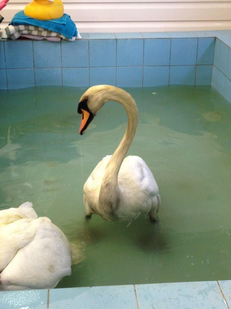 Virtual Gift - Give a Swan a bath